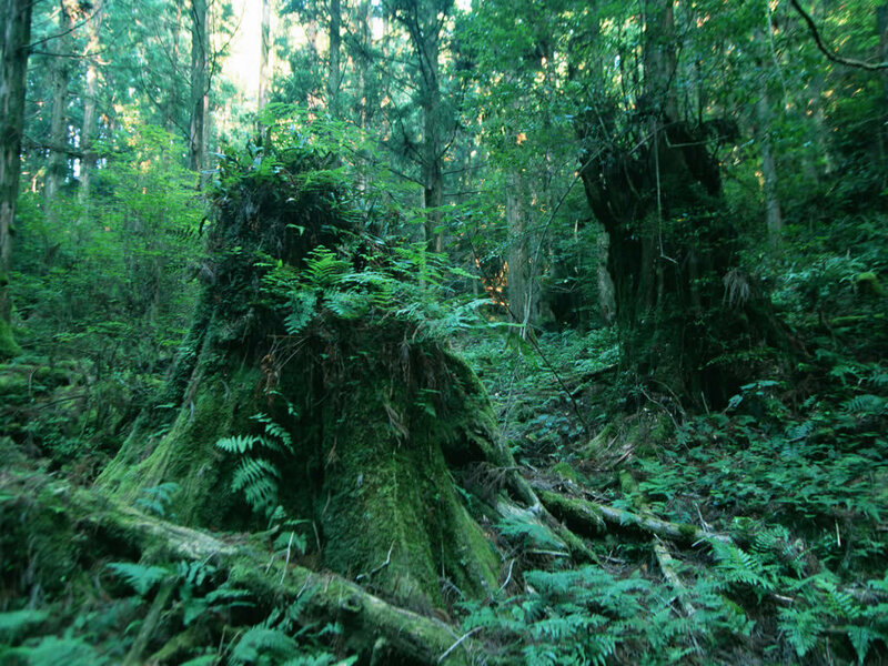 Moss-covered tree stump in forest