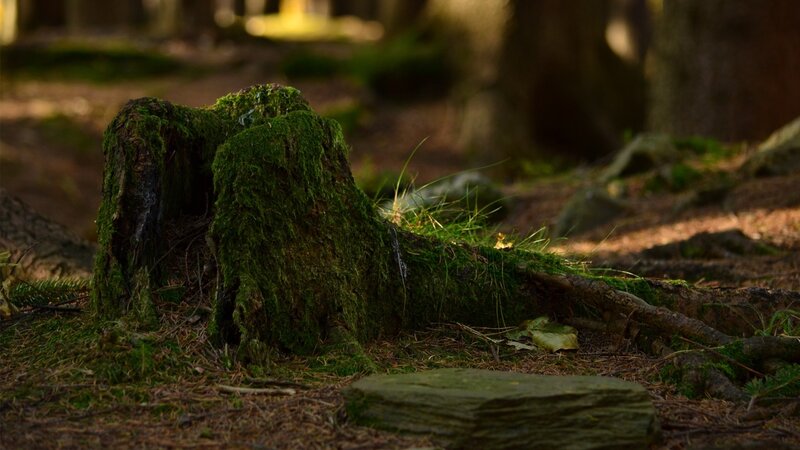 moss-covered tree stump in forest