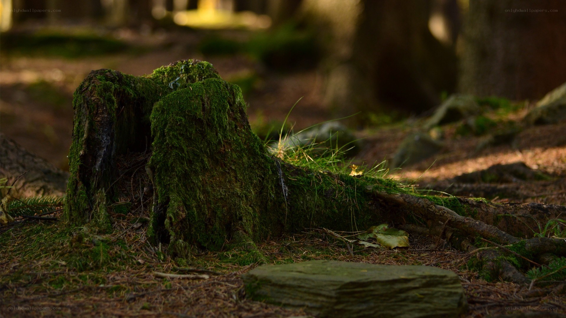 moss-covered tree stump in forest
