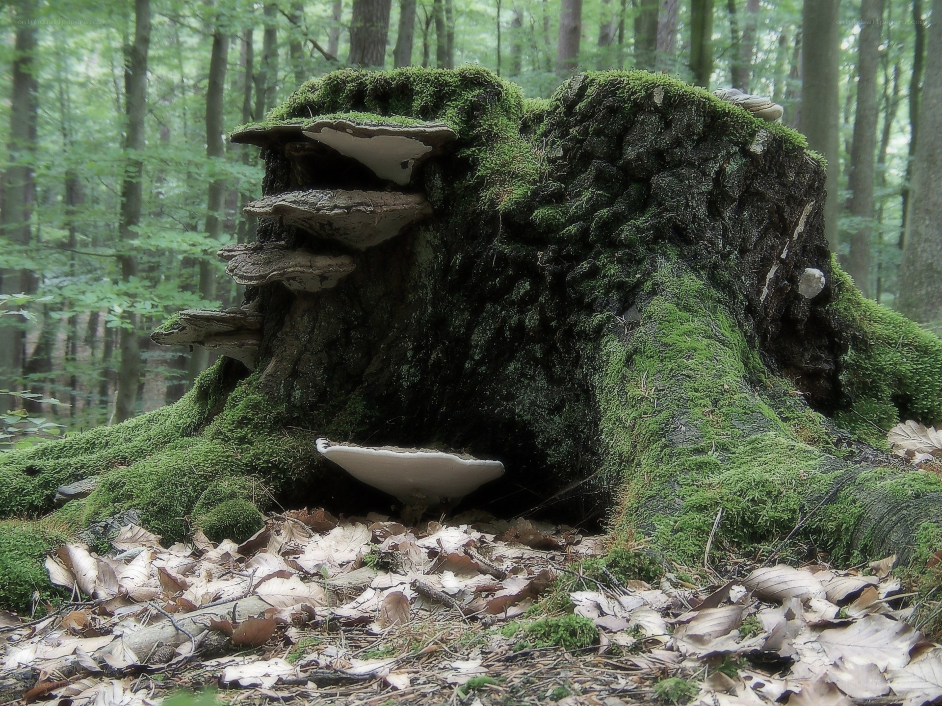moss-covered tree stump with fungi