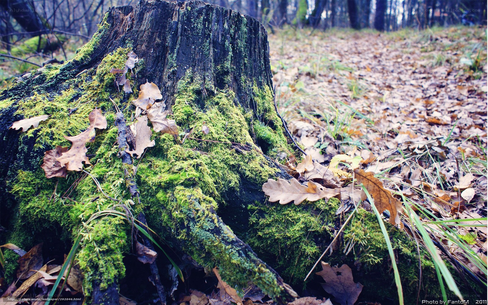 moss-covered tree stump