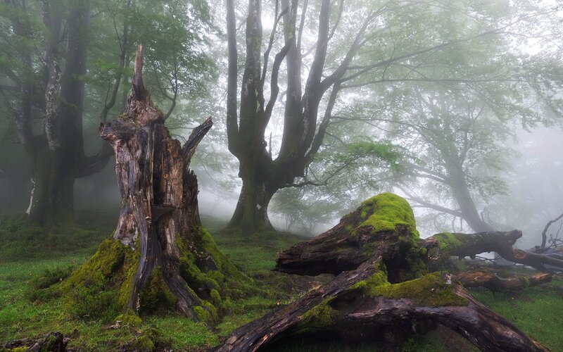 Moss-covered Tree Stumps — Green, Misty