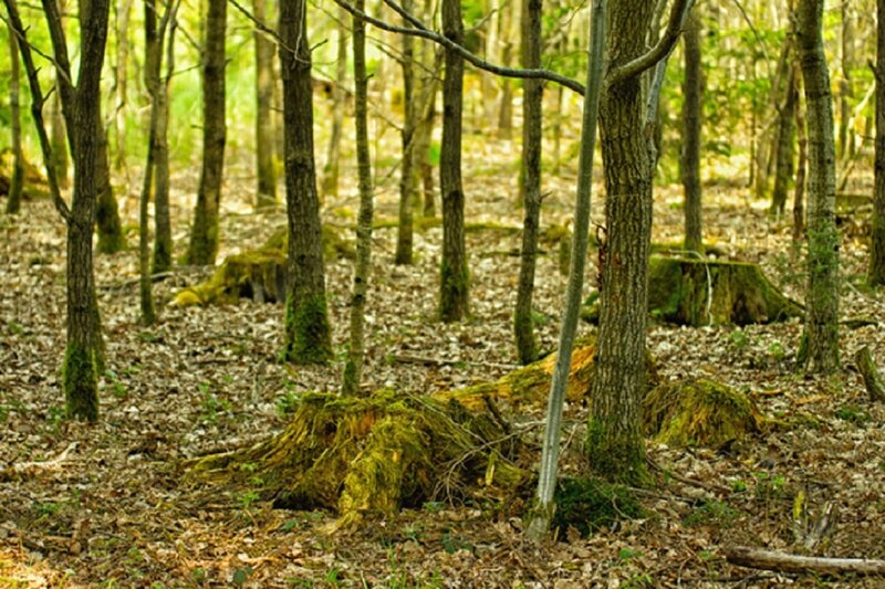 Moss-covered Tree Stumps — Green