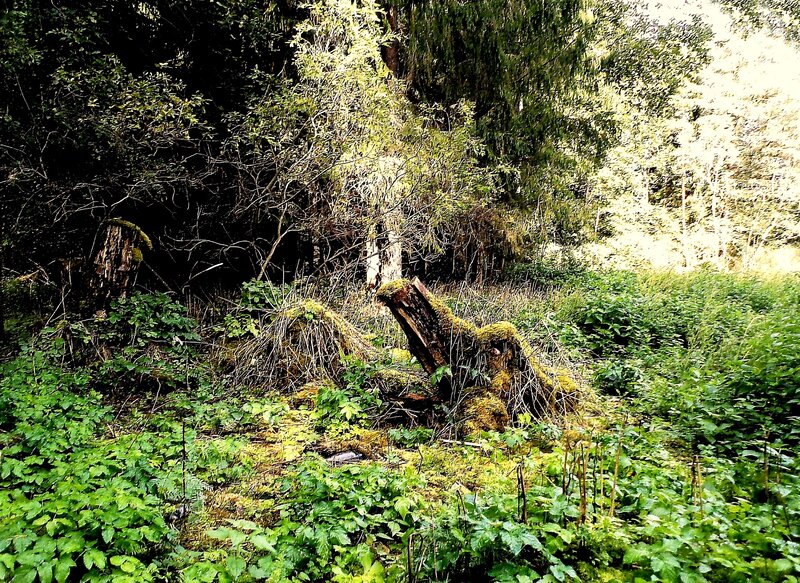 Moss-covered Tree Stumps