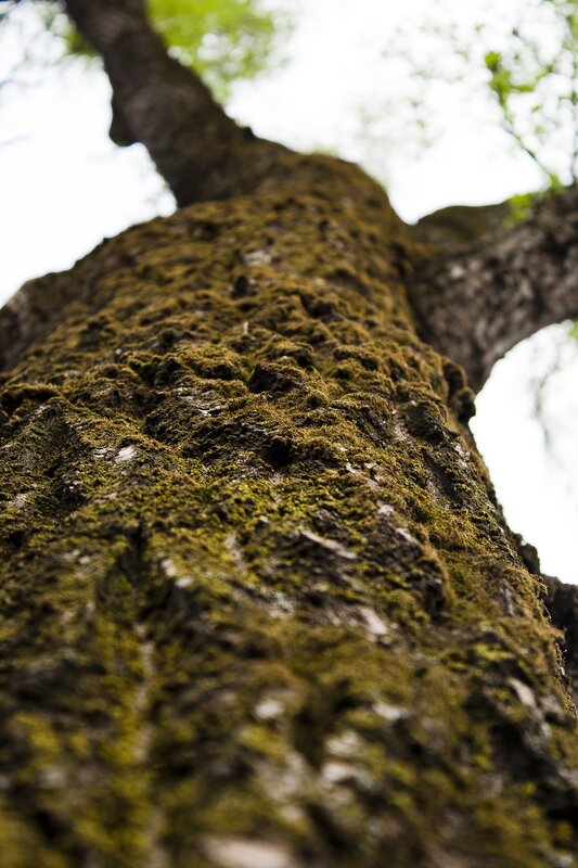 moss-covered tree trunk