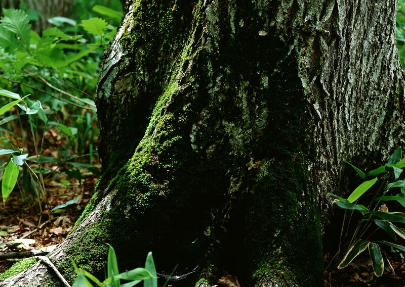 moss-covered tree trunk