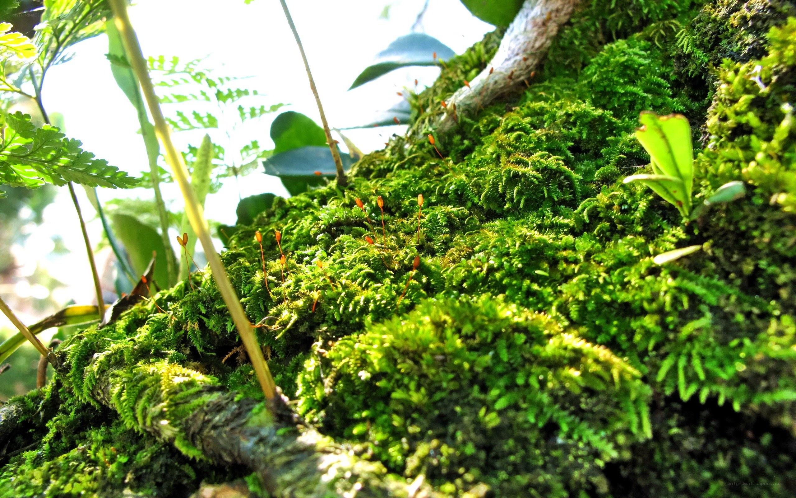 Moss-covered tree trunk