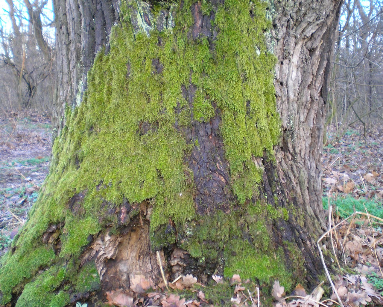 moss-covered tree trunk