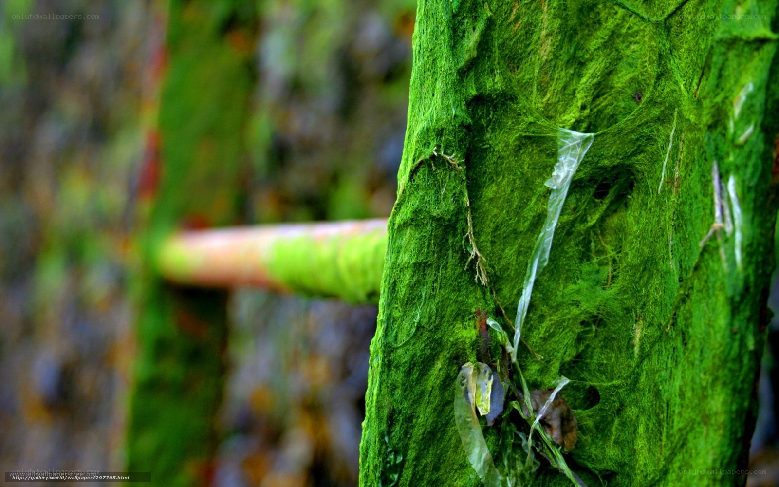 Moss-covered tree trunk