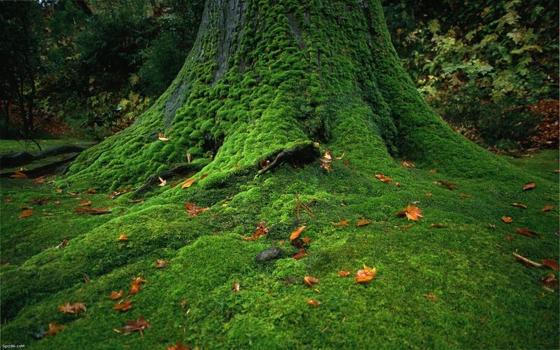 Moss-covered tree trunk