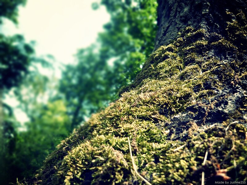 moss-covered tree trunk