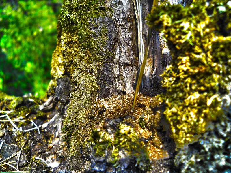 moss-covered tree trunk