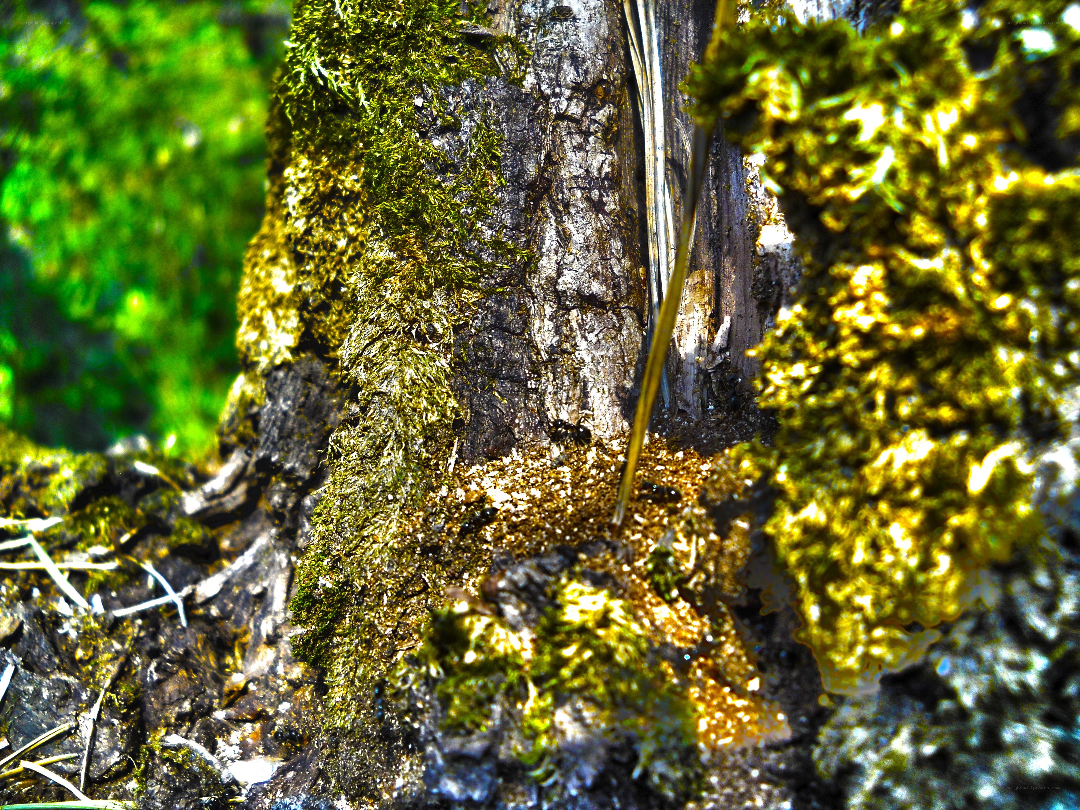 moss-covered tree trunk