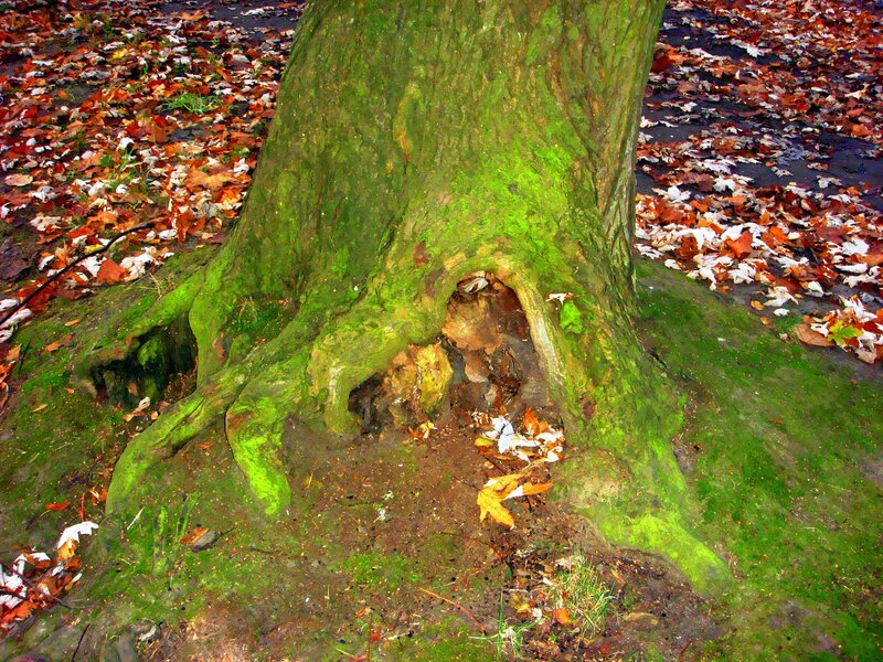 Moss-covered Tree Trunk — Green, Autumnal