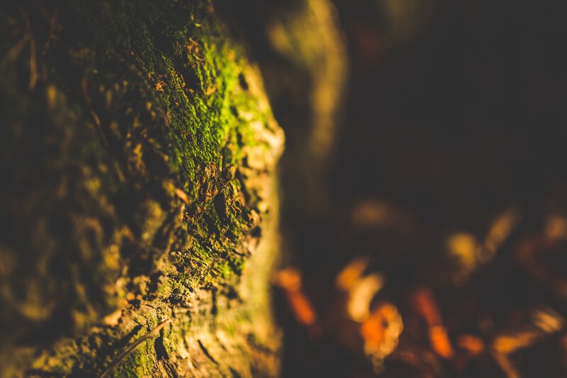 Moss-covered Tree Trunk — Green, Dark, Night