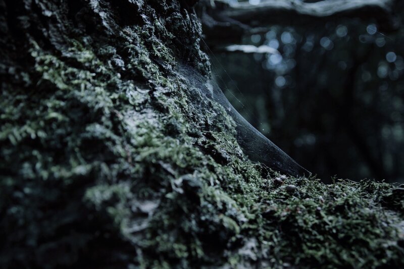 Moss-covered Tree Trunk — Green, Dark