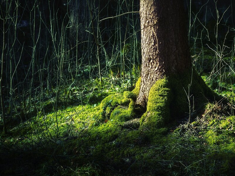 Moss-covered Tree Trunk — Green, Dramatic, Morning, Photograph