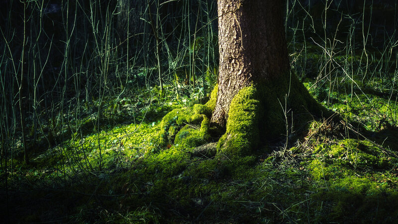 Moss-covered Tree Trunk — Green, Dramatic