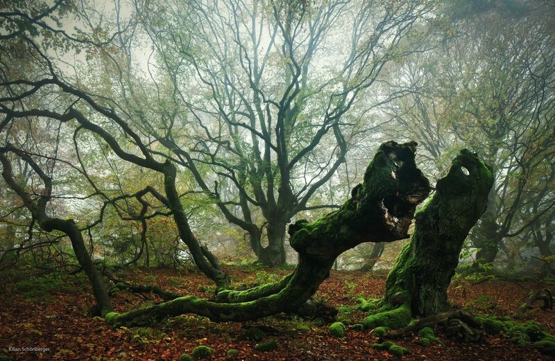Moss-covered Tree Trunk — Green, Misty, Autumn, Photograph, Forest