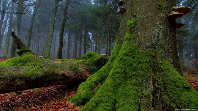 Moss-covered Tree Trunk — Green, Misty, Autumn, Photograph, Moss