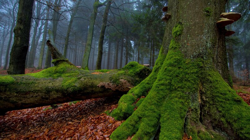 Moss-covered Tree Trunk — Green, Misty, Autumn