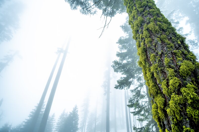 Moss-covered Tree Trunk — Green, Misty, Photograph