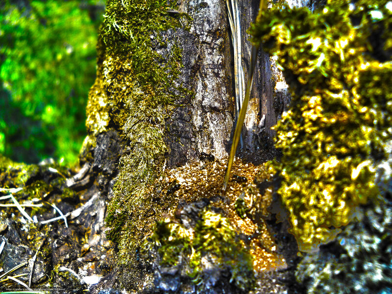 Moss-covered Tree Trunk — Green, Natural, Afternoon