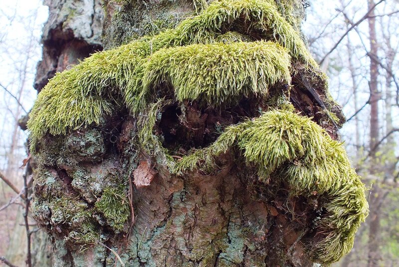 Moss-covered Tree Trunk — Green, Natural, Autumn