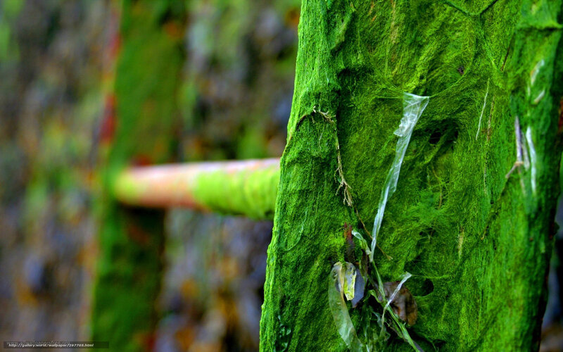 Moss-covered Tree Trunk — Green, Natural, Photograph, Plastic Debris
