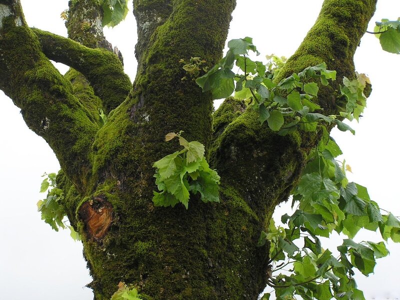 Moss-covered Tree Trunk — Green, Natural, Photograph