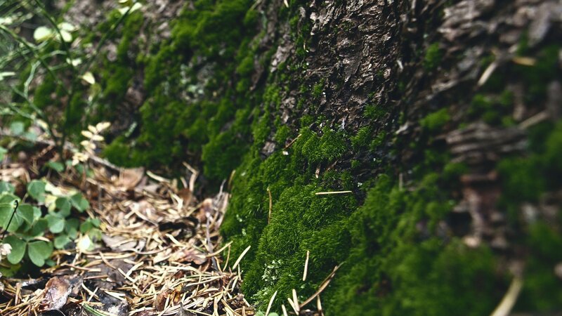 Moss-covered Tree Trunk — Green, Natural, Photograph, Tree Bark
