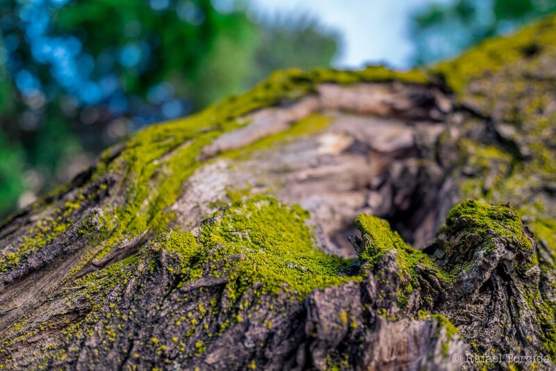 Moss-covered Tree Trunk — Green, Natural, Spring, Photograph