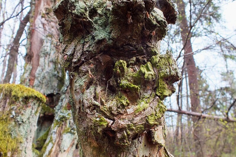 Moss-covered Tree Trunk — Green, Natural, Spring