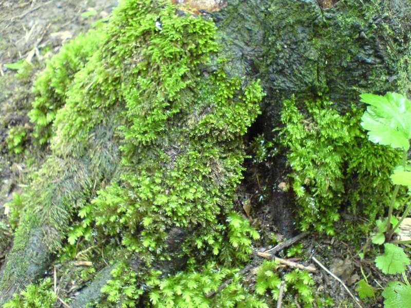 Moss-covered Tree Trunk — Green, Natural
