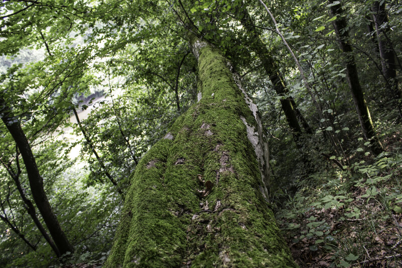 Moss-covered Tree Trunk — Green, Serene, Afternoon, Photograph, Forest, Trees