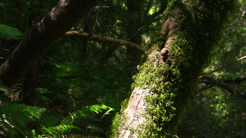 Moss-covered Tree Trunk — Green, Serene, Afternoon, Photograph