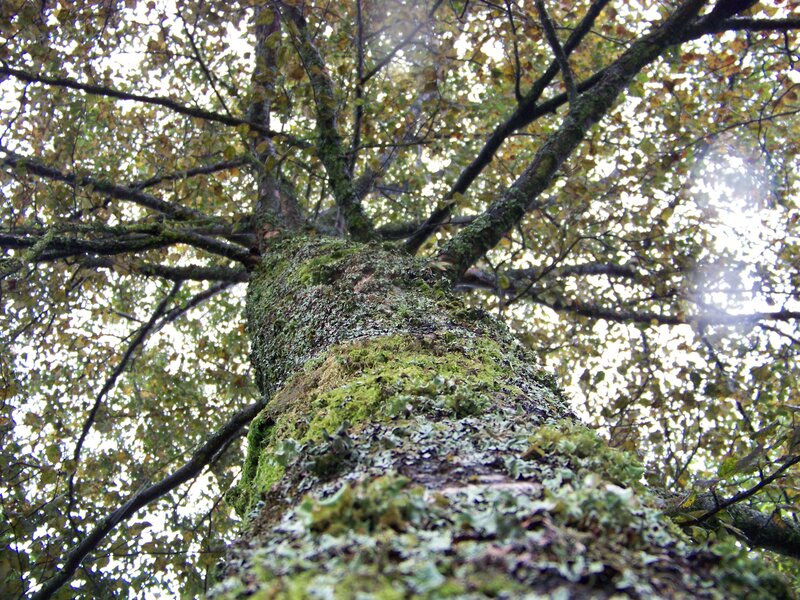 Moss-covered Tree Trunk — Green, Serene, Autumn, Photograph, Branches
