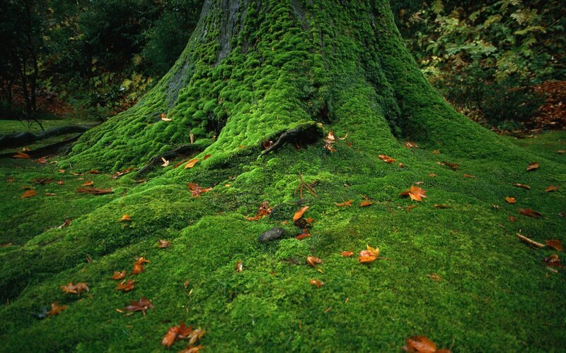 Moss-covered Tree Trunk — Green, Serene, Autumn, Photograph, Leaves, Forest