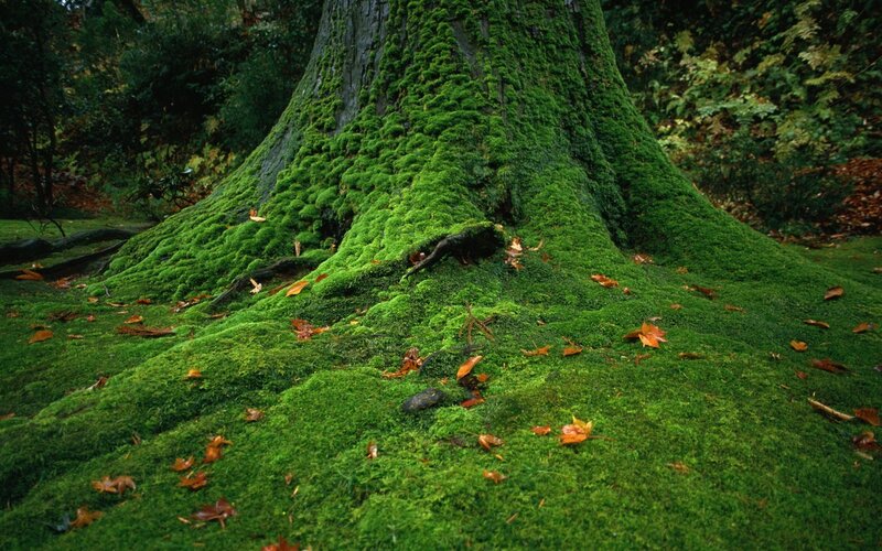 Moss-covered Tree Trunk — Green, Serene, Autumn, Photograph, Leaves, Roots