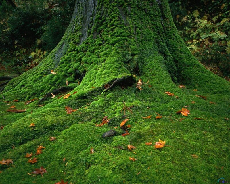 Moss-covered Tree Trunk — Green, Serene, Autumn, Photograph