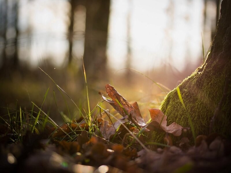 Moss-covered Tree Trunk — Green, Serene, Autumn, Photograph, Tree Trunk