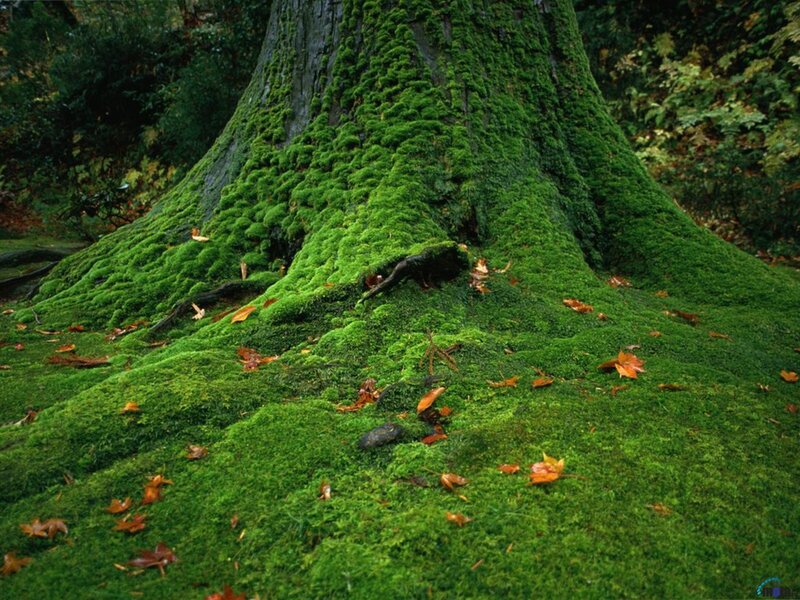 Moss-covered Tree Trunk — Green, Serene, Autumn
