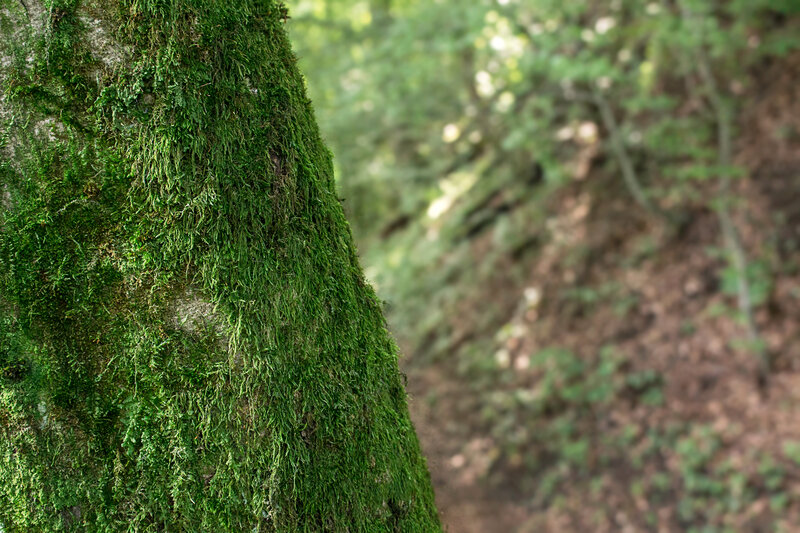 Moss-covered Tree Trunk — Green, Serene, Morning, Photograph, Forest