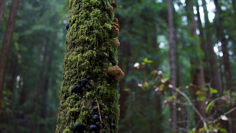 Moss-covered Tree Trunk — Green, Serene, Morning, Photograph, Fungi