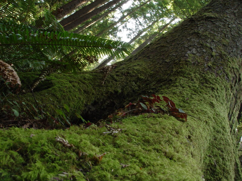 Moss-covered Tree Trunk — Green, Serene, Morning, Photograph, Moss, Fern