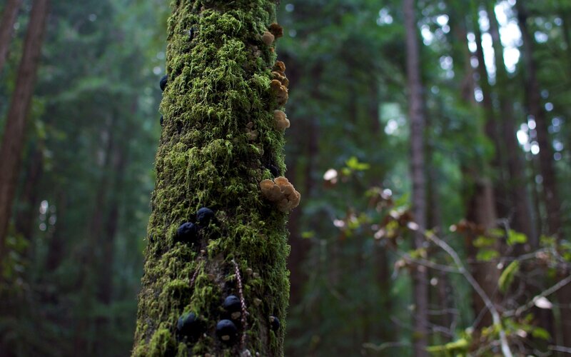 Moss-covered Tree Trunk — Green, Serene, Morning, Photograph