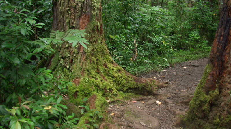 Moss-covered Tree Trunk — Green, Serene, Morning