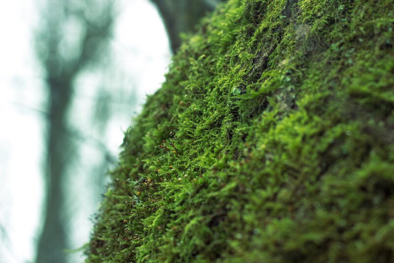 Moss-covered Tree Trunk — Green, Serene, Photograph, Forest