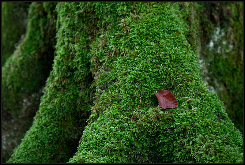 Moss-covered Tree Trunk — Green, Serene, Photograph, Leaf