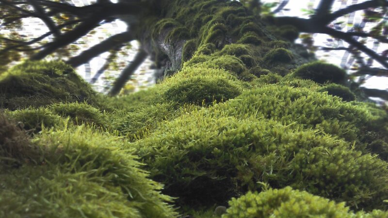 Moss-covered Tree Trunk — Green, Serene, Photograph, Moss, Branches
